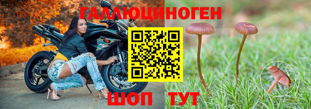 Галлюциногенные грибы Psilocybine cubensis  Вход с VPN  Рославль 